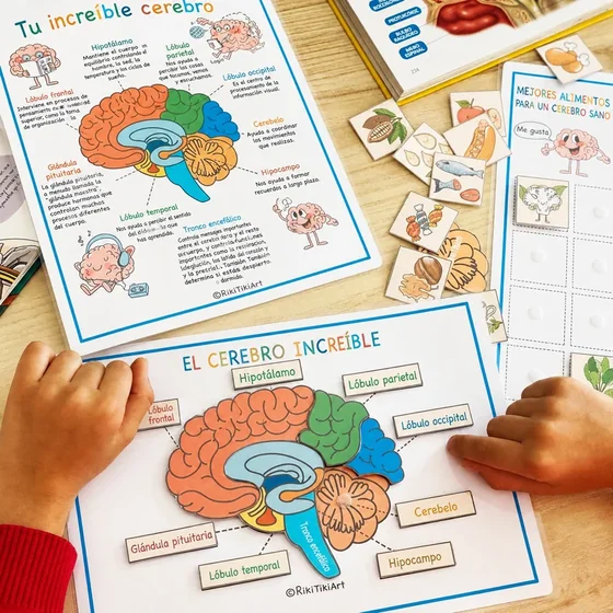 Actividad infantil sobre las partes del cerebro