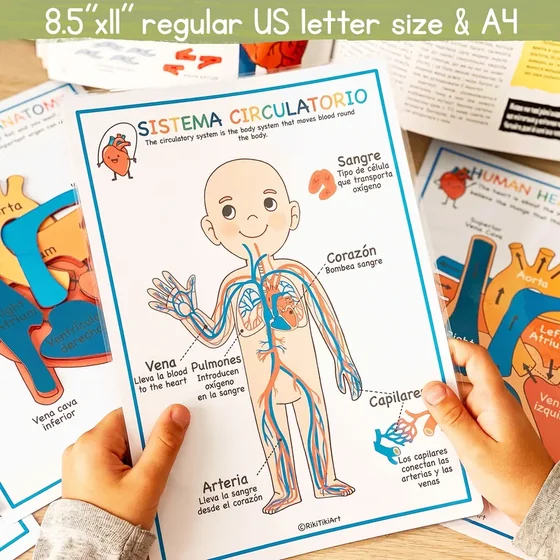 Actividad infantil sobre el corazón, las arterias y las venas
