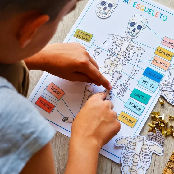 Actividad infantil para armar el esqueleto