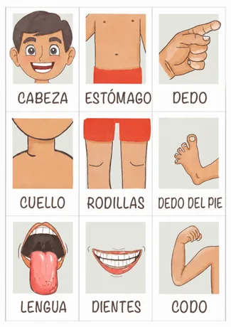 Flashcards ilustradas de partes del cuerpo humano