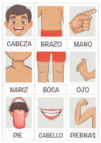 Flashcards de partes del cuerpo humano
