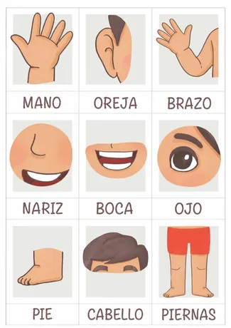 Flashcards extra de partes del cuerpo
