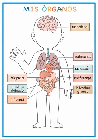 Actividad Mis Órganos con ubicación en el cuerpo