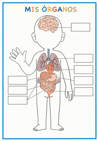 Actividad Mis Órganos para completar