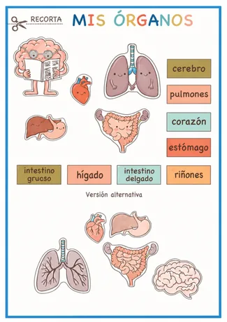 Flashcards ilustradas de órganos del cuerpo humano
