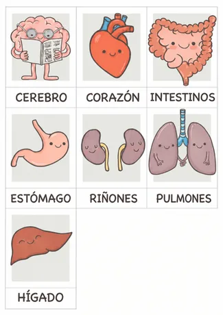 Tarjetas ilustradas de órganos del cuerpo