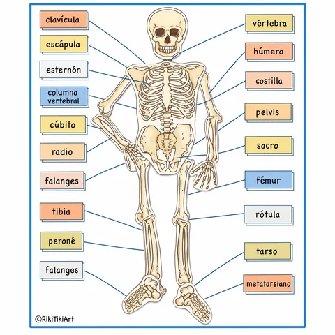 Material de anatomía humana en uso