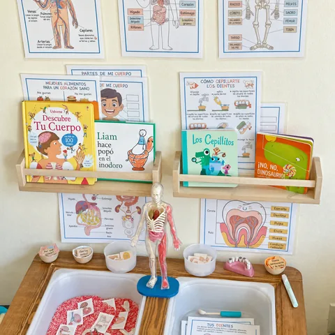 Actividad de anatomía impresa en uso